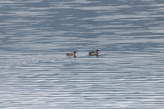 Anas platyrhynchos platyrhynchos