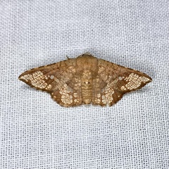 Canaea hyalospila