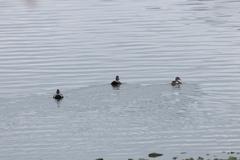 Mareca strepera strepera