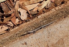 Cryptoblepharus