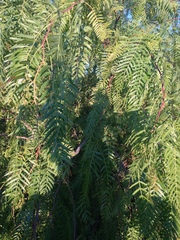 Schinus molle