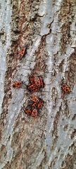 Pyrrhocoris apterus