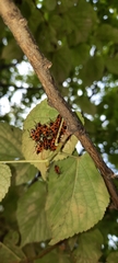 Pyrrhocoris apterus