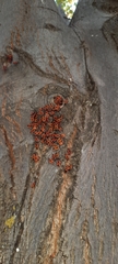 Pyrrhocoris apterus