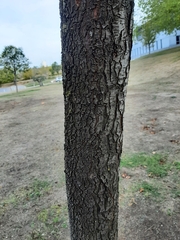 Prunus cerasifera