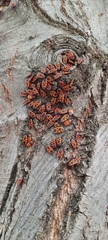 Pyrrhocoris apterus