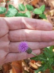 Cirsium arvense