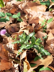 Cirsium arvense