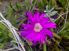 Carpobrotus rossii