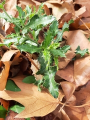 Cirsium arvense