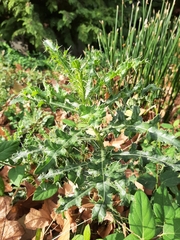 Cirsium arvense