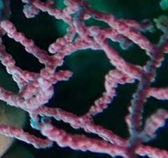 Hippocampus bargibanti