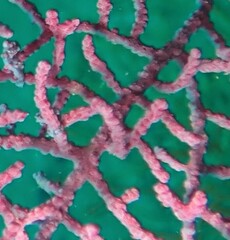 Hippocampus bargibanti