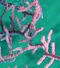 Hippocampus bargibanti