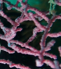 Hippocampus bargibanti