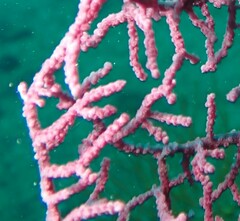 Hippocampus bargibanti