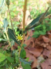 Lactuca serriola