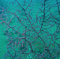 Hippocampus bargibanti