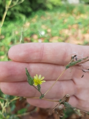 Lactuca serriola