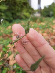 Lactuca serriola