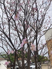 Tabebuia roseoalba