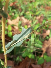 Lactuca serriola