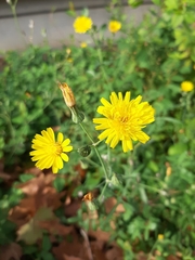 Sonchus tenerrimus