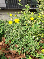 Sonchus tenerrimus
