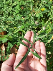 Sonchus tenerrimus