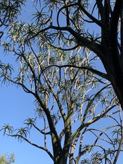 Aloidendron barberae