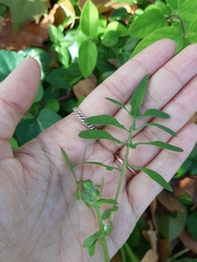 Sonchus tenerrimus