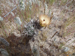 Austrocactus bertinii