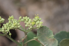 Cissus tiliacea