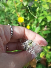 Sonchus tenerrimus