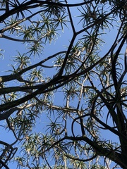 Aloidendron barberae