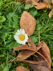 Bellis perennis