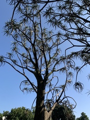 Aloidendron barberae