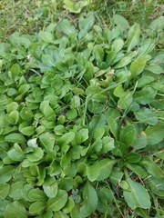 Bellis perennis