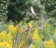 Passer montanus montanus