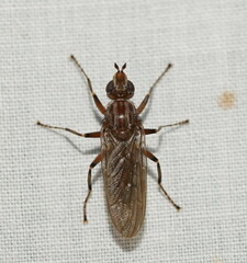 Pyrgotidae