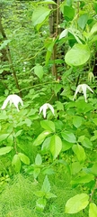 Clematis alpina sibirica