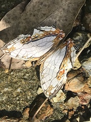 Cyrestis thyodamas mabella