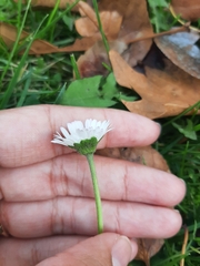 Bellis perennis