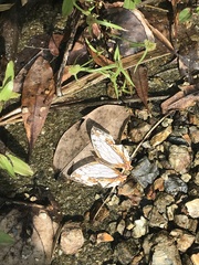 Cyrestis thyodamas mabella
