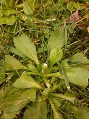 Bellis perennis