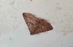 Diatenes aglossoides