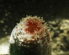 Holothuria conusalba