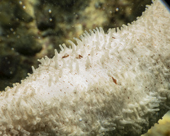 Holothuria conusalba