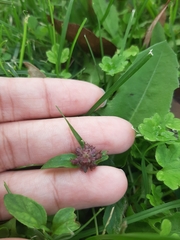Prunella vulgaris
