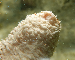 Holothuria conusalba
